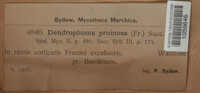 Cytospora pruinosa image